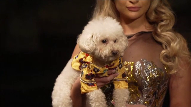 Noile tendințe în materie de modă canină și felină, prezentate pe podium la New York