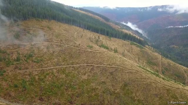 Uniunea Europeană va obliga statele membre să folosească sateliți pentru a stopa defrișările pădurilor