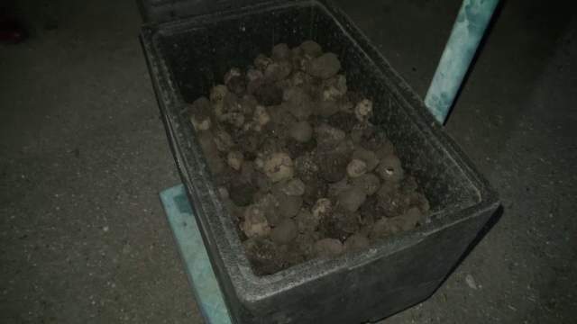 Un șofer care transporta ilegal 73 de kg de trufe a fost reținut de polițiști. Ce a susținut bărbatul