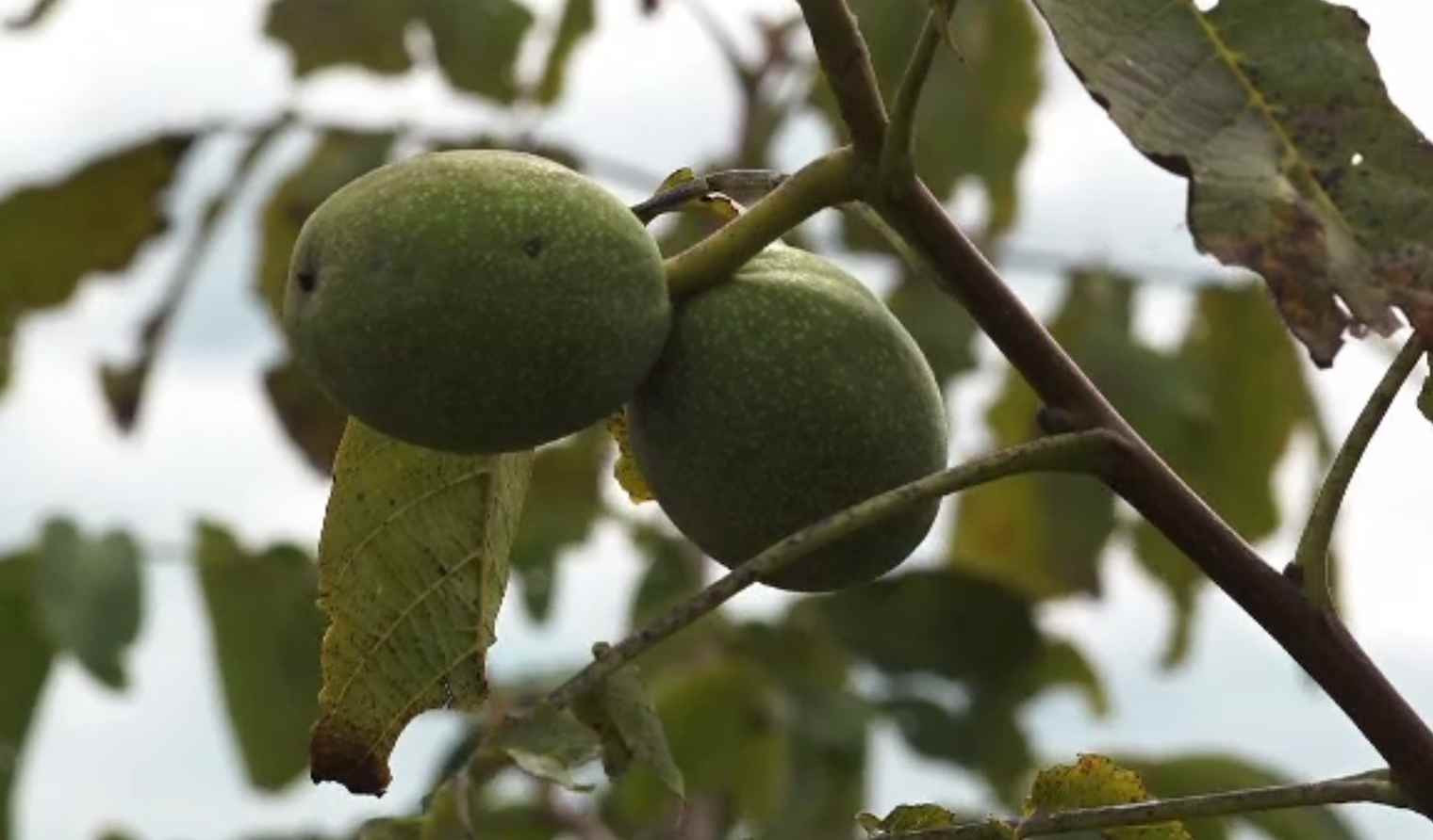 Producția de nuci a scăzut cu 30%, iar prețul s-a dublat. Ce spun producătorii