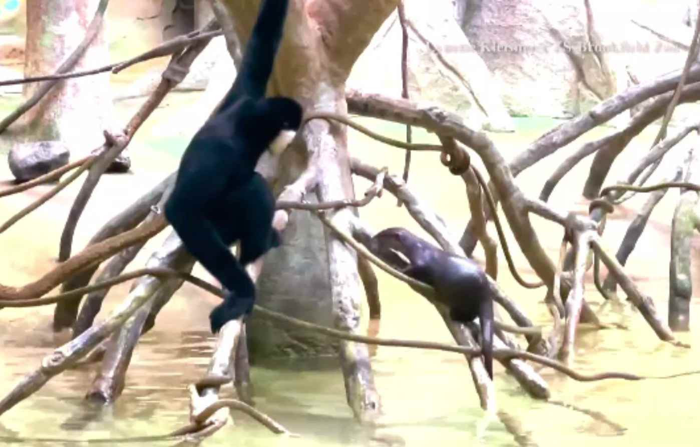 Prietenie fără limite dintre o vidră și o maimuță. Cum a reacționat gibonul