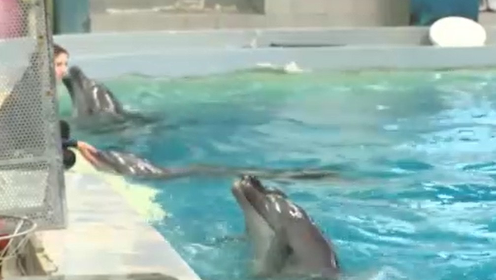 Sărbătoare la Delfinariul din Constanța. Marusia, unul dintre delfinii aduși din Ucraina, este gestantă