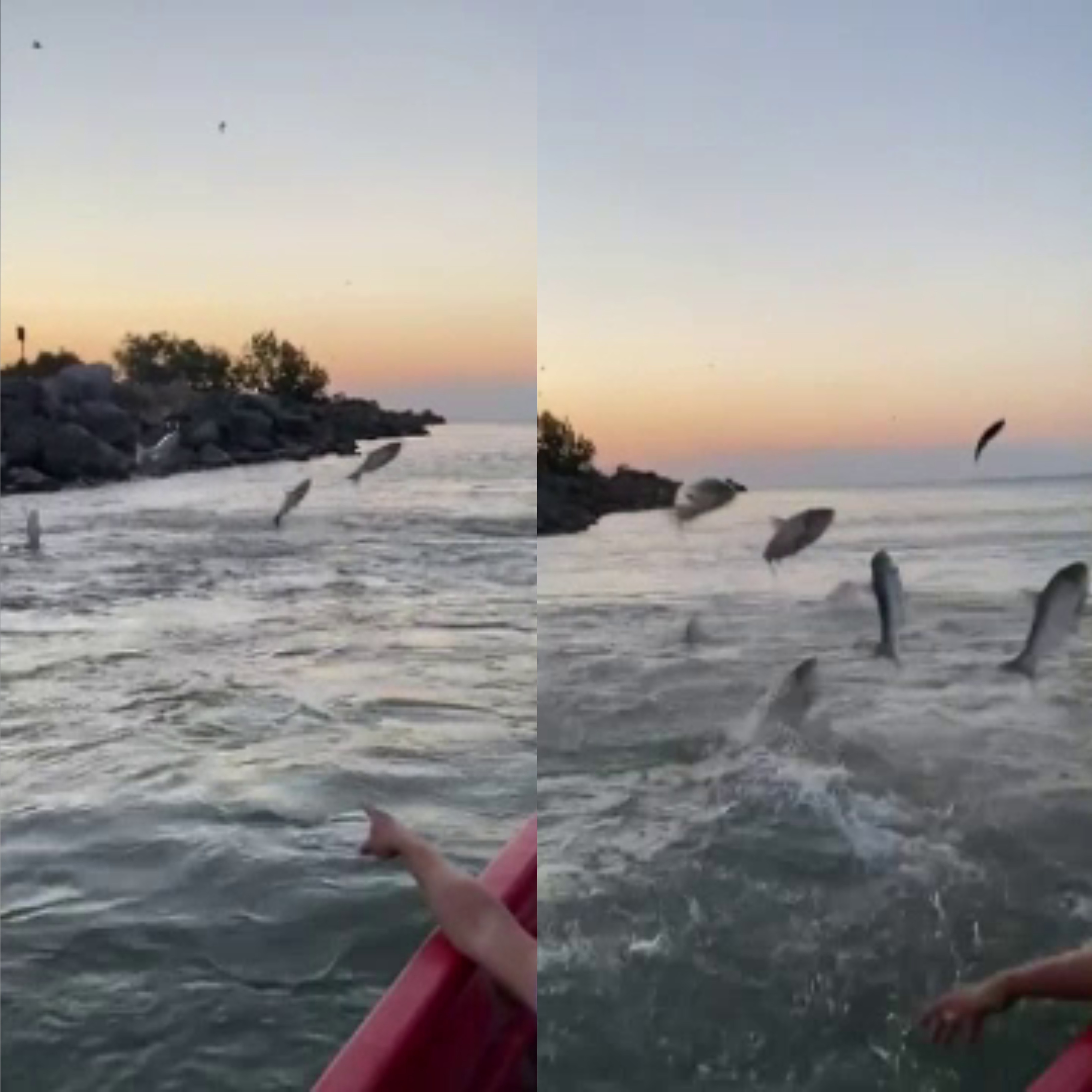 Imagini spectaculoase cu un fenomen foarte rar în Tulcea. Peștii au început să sară din apă direct în bărci