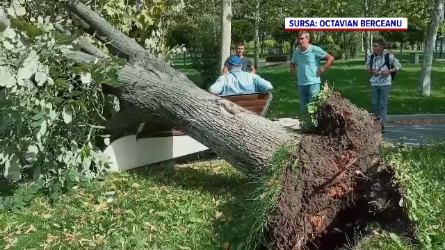 Incident grav într-un parc din Slatina. Un copac uriaș a căzut lângă un bărbat, care s-a prăbușit pe asfalt
