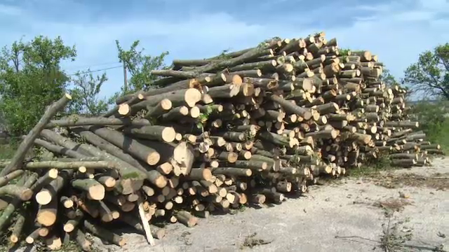 Zeci de mii de români nu au cu ce să se încălzească, după ce lemnele de foc au dispărut din magazine. Care este cauza