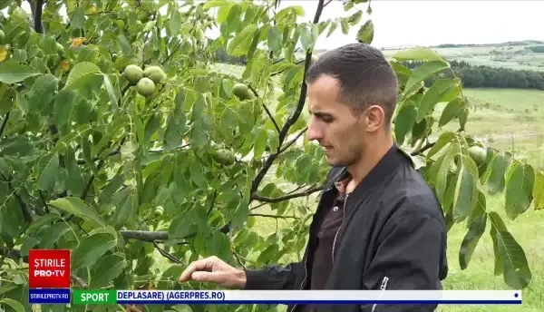 Producția de nuci a scăzut cu 30% iar prețul s-a dublat. Ce spun producătorii