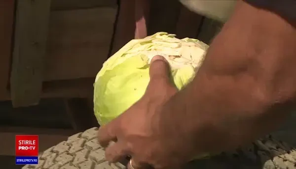 Prețuri incredibile la varza românească distrusă de secetă. Ce este și cum arată varza hibrid