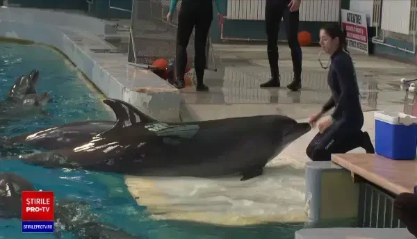 Sărbătoare la Delfinariul din Constanța. Marusia, unul dintre delfinii aduși din Ucraina, este gestantă