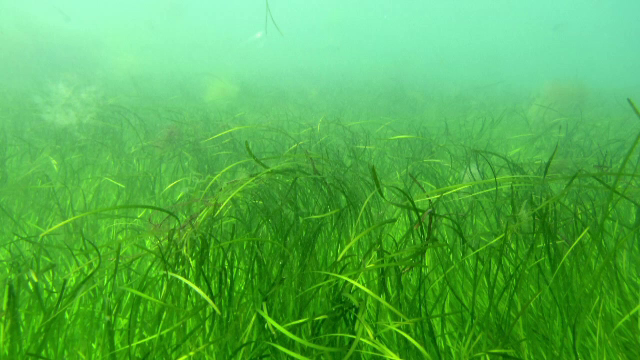 Ecosisteme noi la Eforie Sud. Planta care va ajuta inclusiv căluții de mare să supraviețuiască și să își găsească hrană