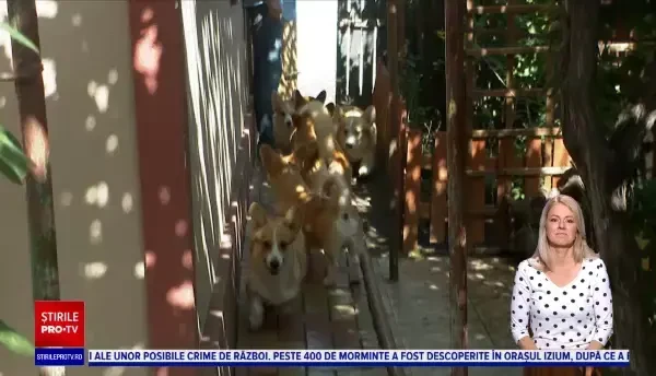 Câinii din rasa Corgi sunt la mare căutare după ce Regina Elisabeta a II-a s-a stins din viață. Cât ajunge să coste un pui
