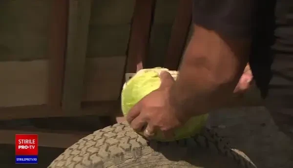 Recolta de varză este amenințată de secetă. Va costa aproape dublu