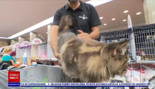 Cele mai frumoase pisici își dispută titlul suprem la un concurs internațional în București. Ce spun vizitatorii