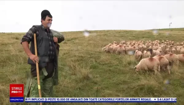 Secretele ciobanilor din Dâmbovița pentru un bulz delicios. „Aşa îl construim”