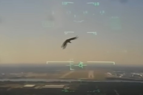 Cum a reușit o pasăre să doboare un avion al marinei americane. Totul a fost filmat VIDEO