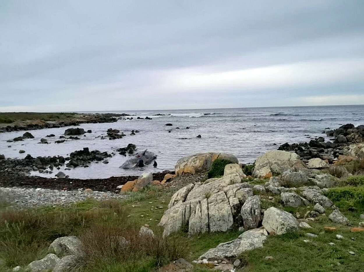 Fenomen îngrijorător în Australia. 200 de balene au murit după ce au eșuat pe o plajă din Tasmania | FOTO