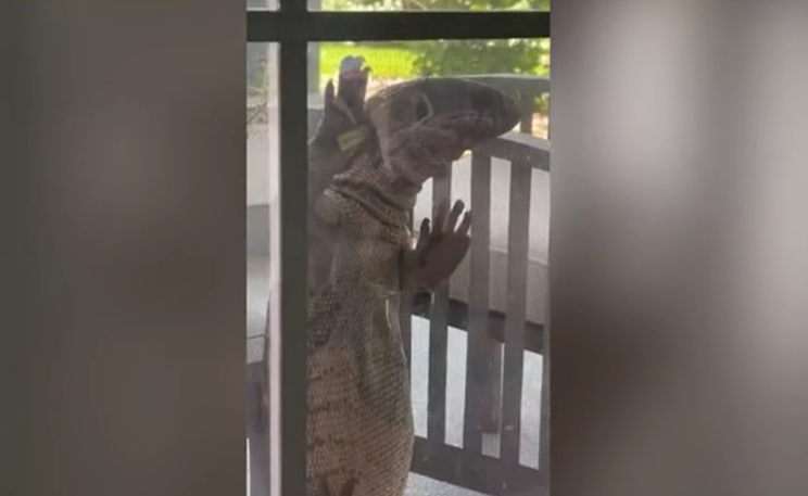 Creatura gigantică filmată de o mamă în vizită la fiul ei acasă. Femeia a trăit o adevărată sperietură VIDEO