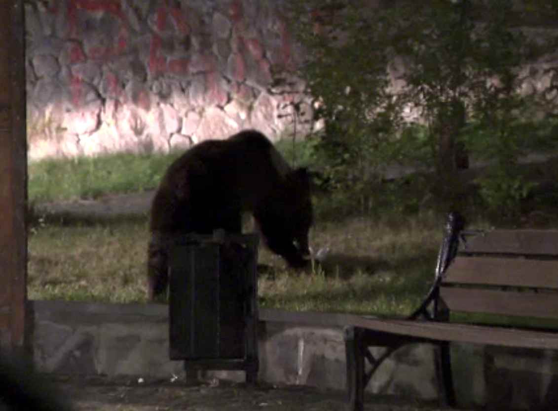 Bărbatul sfâșiat de urs în Buzău era în realitate un braconier care atacase animalul. Ce au mai descoperit polițiștii