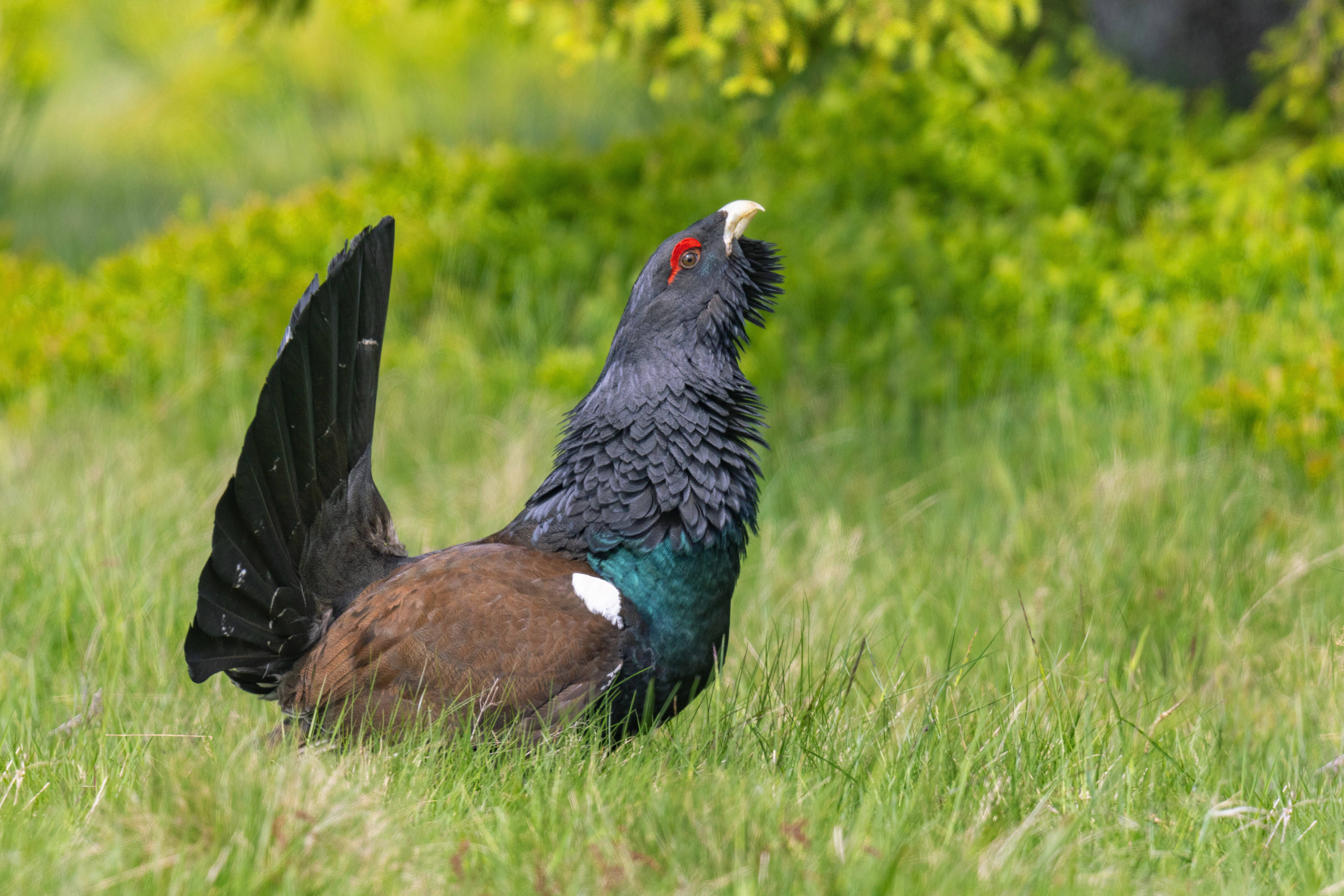 Vânarea a 239 de cocoși de munte, aprobată de ministrul Mediului. Ordinul a stârnit indignarea organizațiilor de mediu