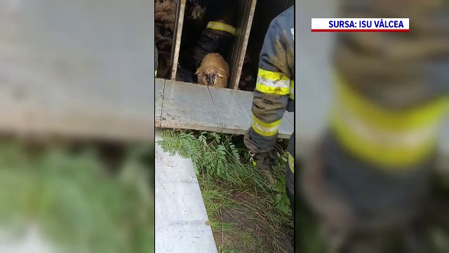 Un TIR încărcat cu 450 de oi s-a răsturnat pe DN 67. Șoferul a fost rănit și mai multe animale au murit
