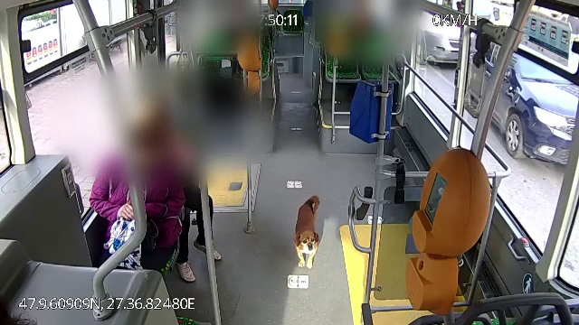 Un cățel din Iași a cutreierat orașul cu autobuzul, după ce s-a pierdut. Cum l-a găsit stăpâna