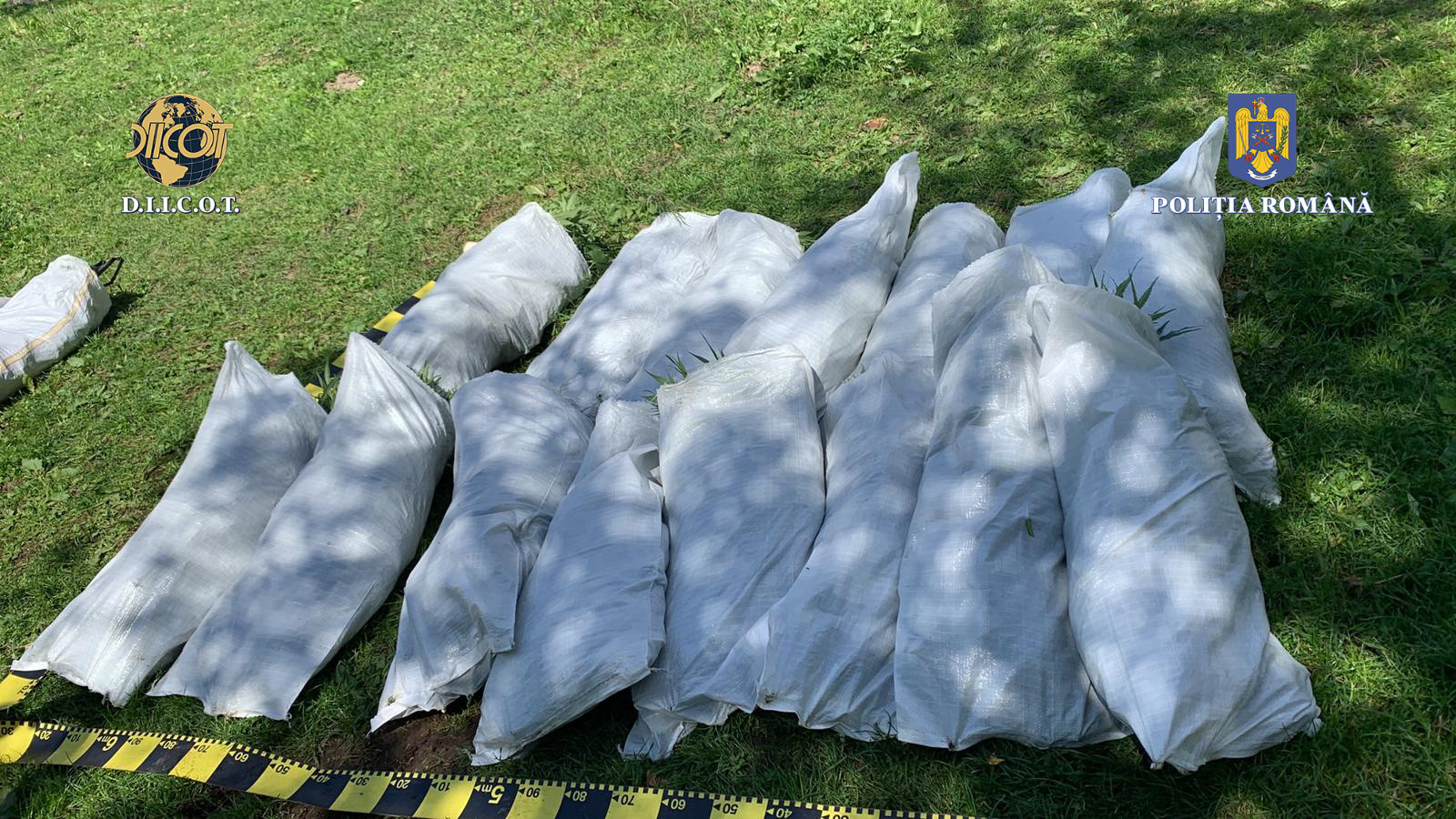 Sute de kilograme de cannabis, găsite în urma unor percheziții în Caraș-Severin. Doi bărbați au fost arestați preventiv