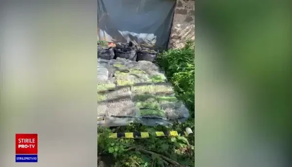Sute de kilograme de cannabis, găsite în urma unor percheziții în Caraș-Severin. Doi bărbați au fost arestați preventiv