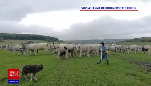 Ce trebuie să știi despre carnea de vită din România. Aproximativ 70% provine din import