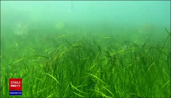 Ecosisteme noi la Eforie Sud. Planta care va ajuta inclusiv căluții de mare să supraviețuiască și să își găsească hrană