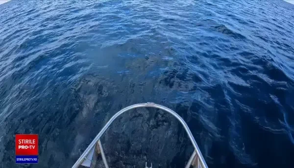 Delfinii fac spectacol în fața turiștilor: ”Pescuiesc, se joacă, ne studiază”. Motivul pentru care sunt atât de jucăuși