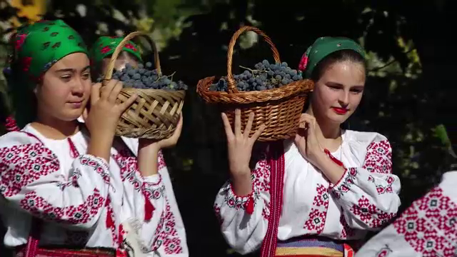 Într-o comună din Neamţ, culesul strugurilor a devenit o adevărată sărbătoare. Cât costă un litru de must