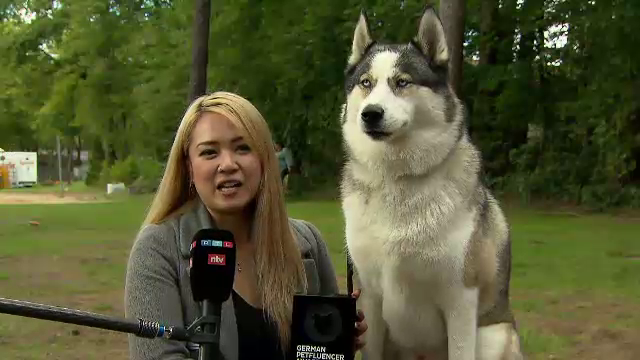 A fost ales cel mai popular câine influencer al Germaniei. Cookie are un milion de fani doar pe TikTok