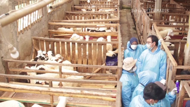 Mai multe cazuri de variolă la oi și capre au fost confirmate în Spania. România a fost notificată de Comisia Europeană