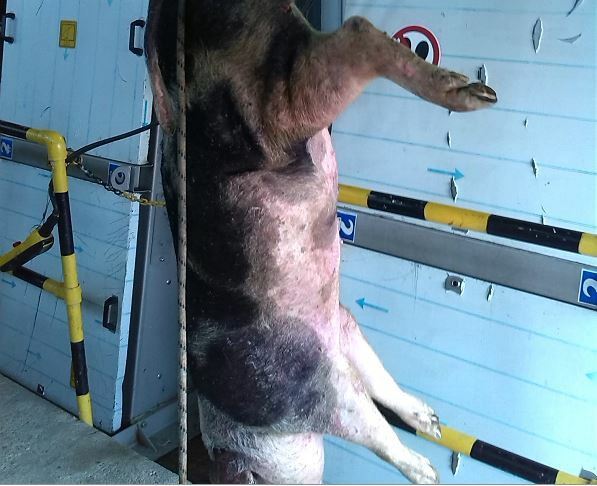 Ce aruncă bucureștenii în canalizare. „Capete de porc sau chiar porcul cu totul, cai, o jumătate de oaie”. GALERIE FOTO