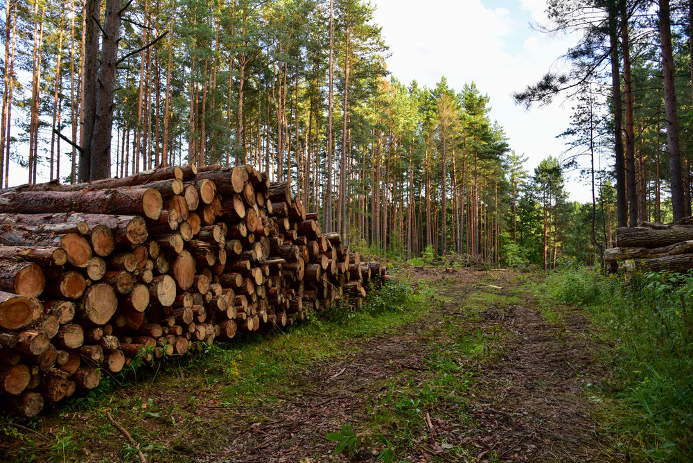 90% din lemnul tăiat în pădurile românești este exploatat de SRL-uri. Explicațiile ASFOR