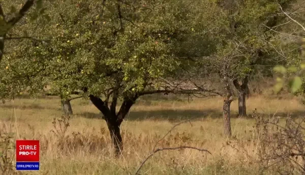 Câți bani primesc fermierii pentru noi culturi de pomi fructiferi și pepiniere