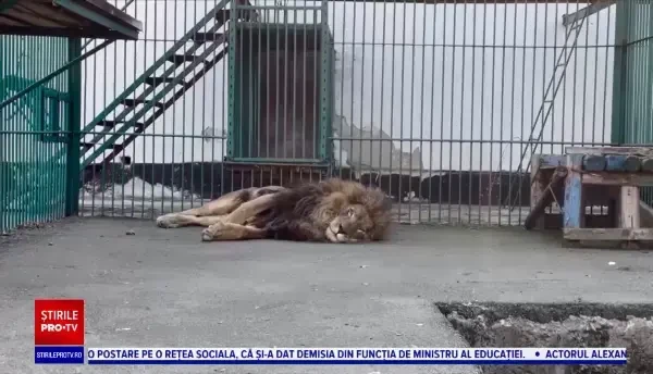 Leii salvați din Ucraina și găzduiți temporar în România au ajuns în Africa și în SUA. "Începând de azi, învaţă să fie lei"