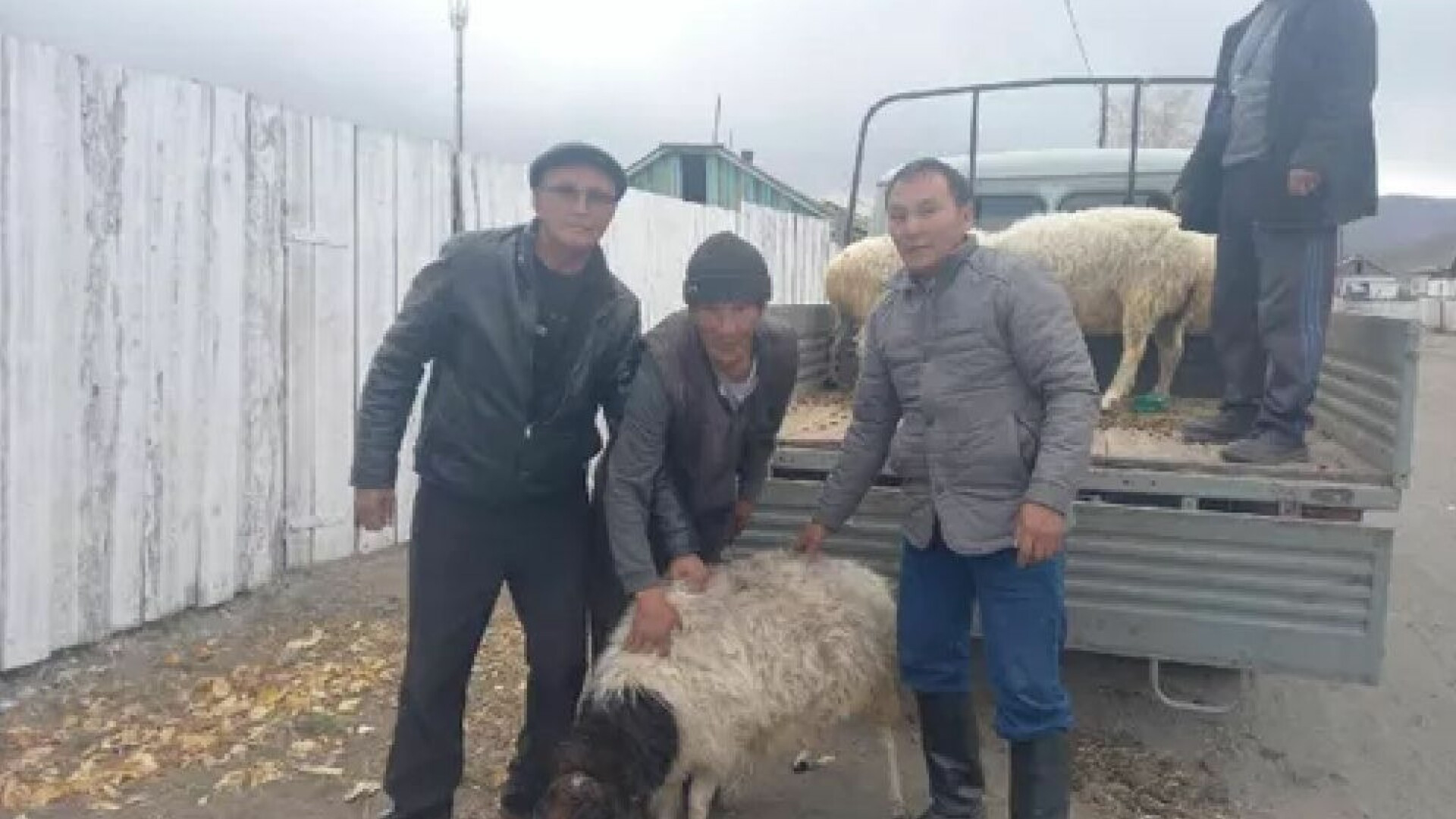 Miei la tăiere. Familiile rușilor trimiși să lupte în Ucraina primesc câte o oaie de la stat
