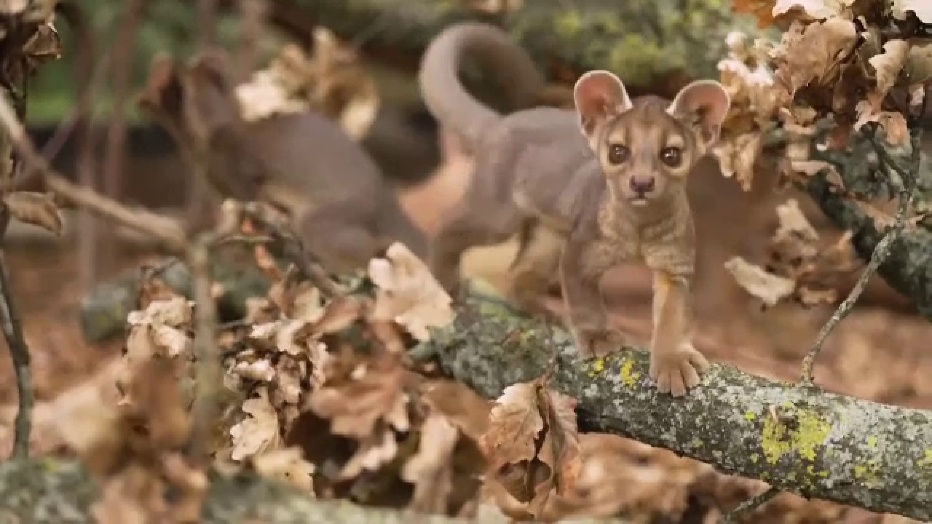 Premieră la o grădină zoologică din Anglia, unde s-au născut tripleți de fossa. Specia de mamifere este foarte rară