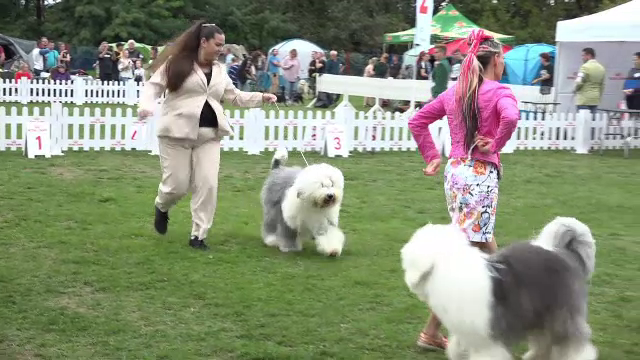 Sute de câini din toată Europa au defilat la un concurs de frumusețe la Sebeș. Rasa care ajunge să coste și 3.500 de euro