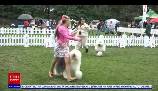 Sute de câini din toată Europa au defilat la un concurs de frumusețe la Sebeș. Rasa care ajunge să coste și 3.500 de euro