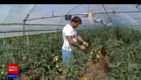 Leguma cu care a dat lovitura un fermier român, după ce a renunțat la ardei și castraveți. „Am pus în toate solariile”