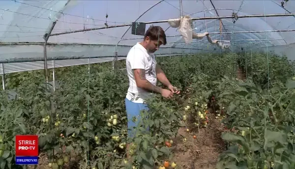Fermierii au început să cultive doar legume pe care le pot livra în cooperative sau la magazine