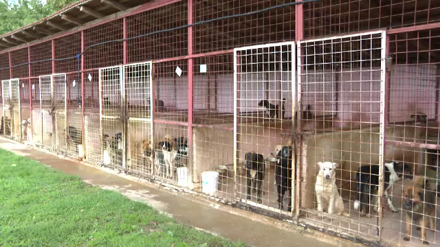 Adopțiile de câini de la noi din țară au scăzut la jumătate față de anul trecut