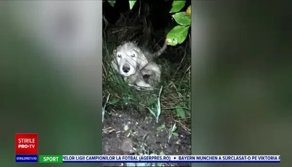 Adopțiile de câini de la noi din țară au scăzut la jumătate față de anul trecut