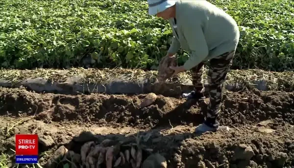 Cartofii dulci din România au ajuns la dimensiuni record. Un singur exemplar cântărește chiar și trei kilograme