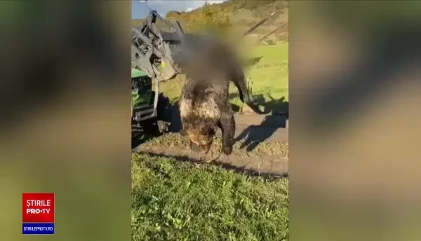 Anchetă în Mureș după ce un consilier local a postat pe rețelele sociale poze cu un pui de urs înfipt în furca unui utilaj