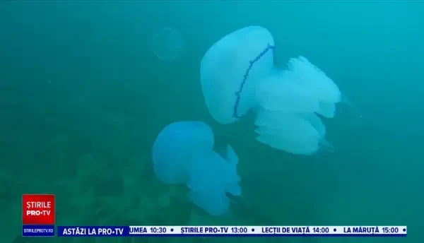 Priveliște spectaculoasă la malul Mării Negre. Sute de meduze albastre au împânzit apele