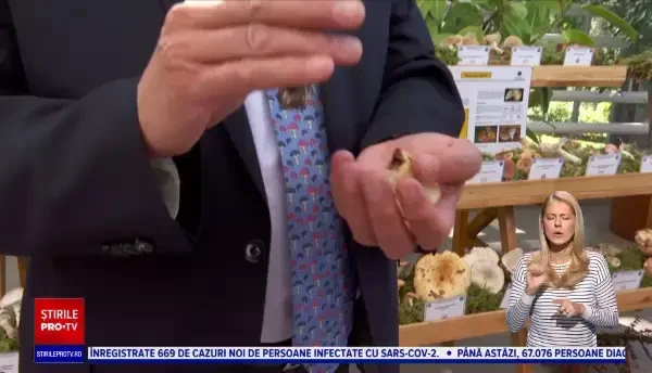 Cum deosebim cipercile otrăvitoare de cele comestibile