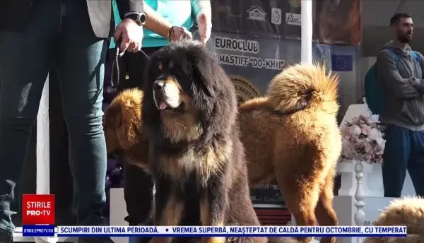 Zeci de câini din rasa Mastiff Tibetan au concurat pentru titlul de cel mai frumos exemplar, la Târgu Mureș