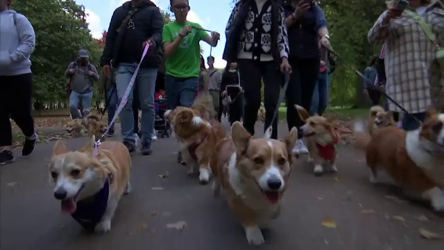 Posesorii de căței Corgi și tovarășii lor blănoși s-au adunat la porțile Palatului Buckingham pentru a onora memoria reginei